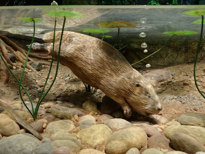 Beaver in the wildlife diorama at the National Museum of Scotland.