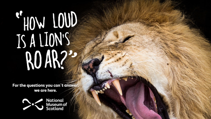 How loud is a lion's roar?