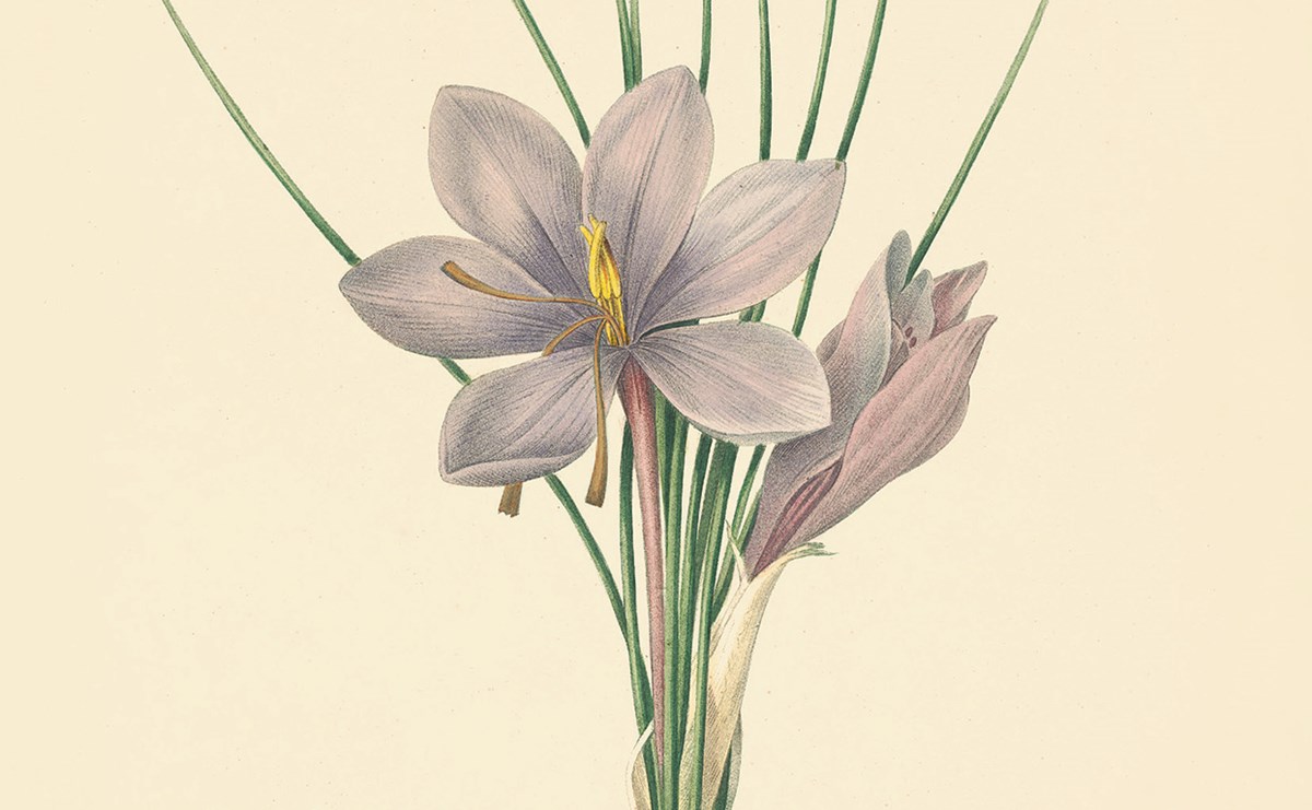 An old naturalist's illustration of two large, light purple flowers bunched together with several strands of long grass.
