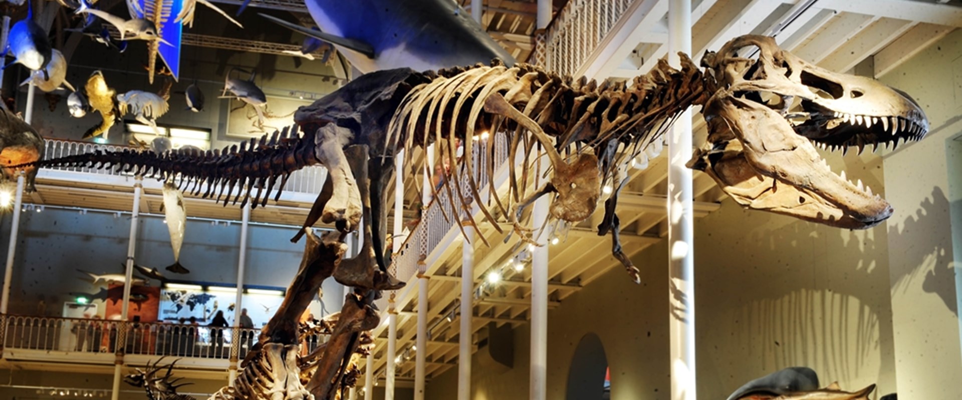 T.Rex In Animal World Gallery (C) National Museums Scotland