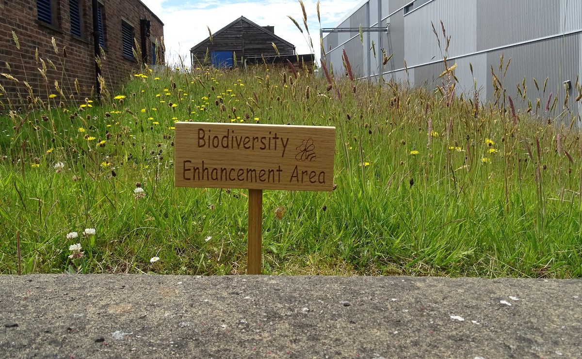 Area of long grass and wildflowers between two modern buildings with a sign reading 'Biodiversity enhancement area'.