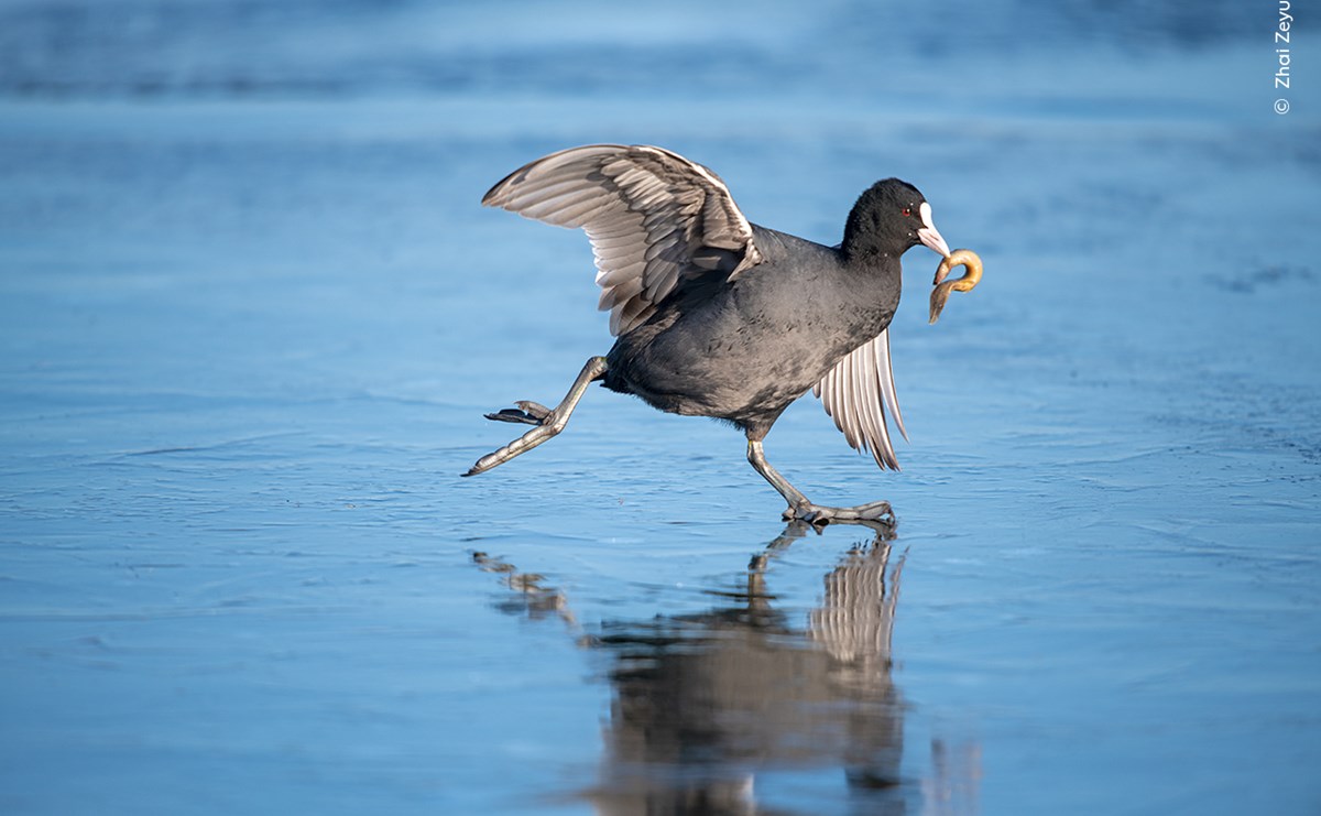 A coot walking on ice with a prawn in its beak. 