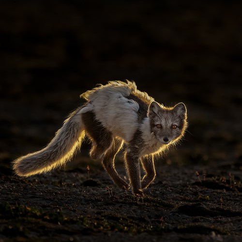An Arctic fox in its ragged summer coat, backlit by the low, midnight Sun. Despite missing half a hind leg, it appeared to be doing well.
