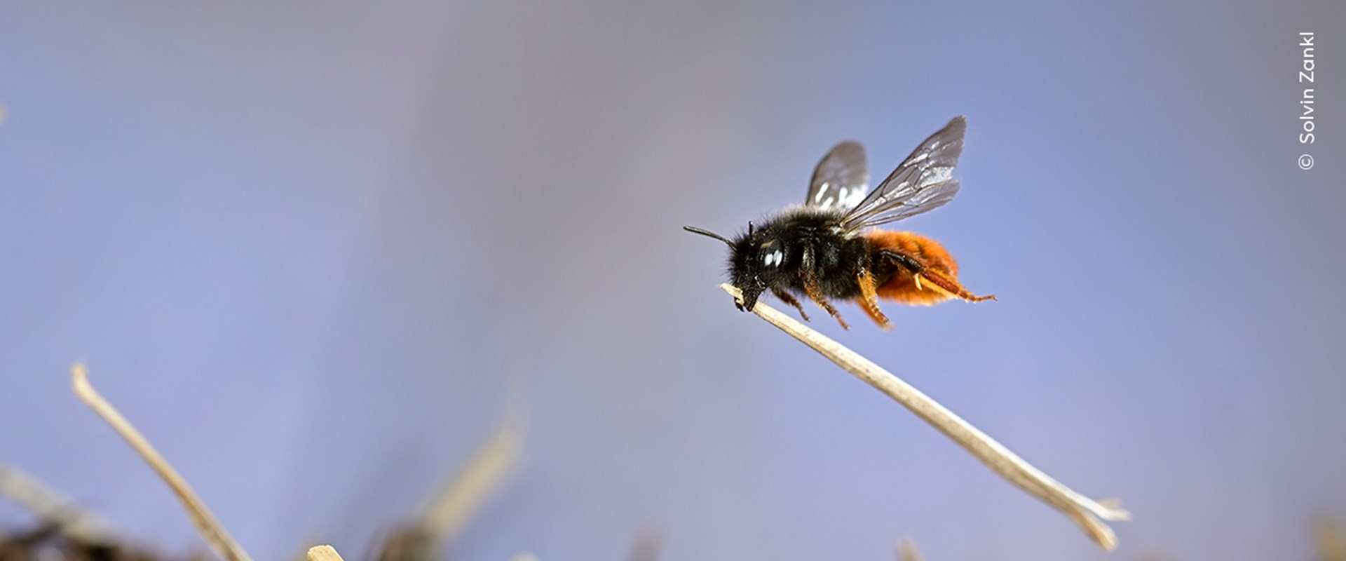 A two-coloured mason bee in mid flight, carrying a piece of straw to add to its a growing pile.