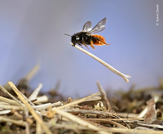 A two-coloured mason bee in mid flight, carrying a piece of straw to add to its a growing pile.