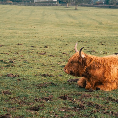 A big orange highland cow sits in a field.