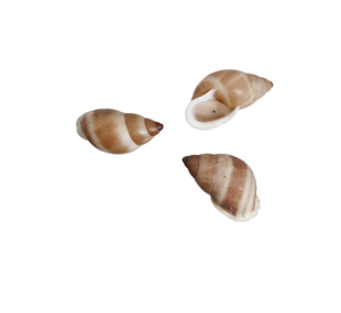 Partula snail