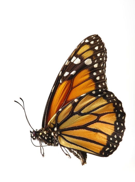 Moving Butterfly - Monarch