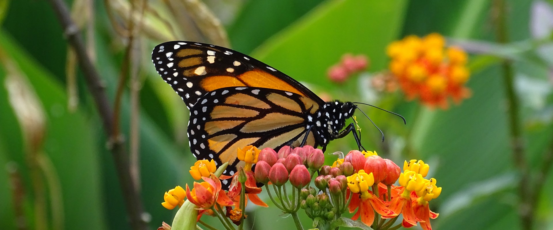 Monarch Butterfly Fact Sheet - Signs of the Seasons: A New England