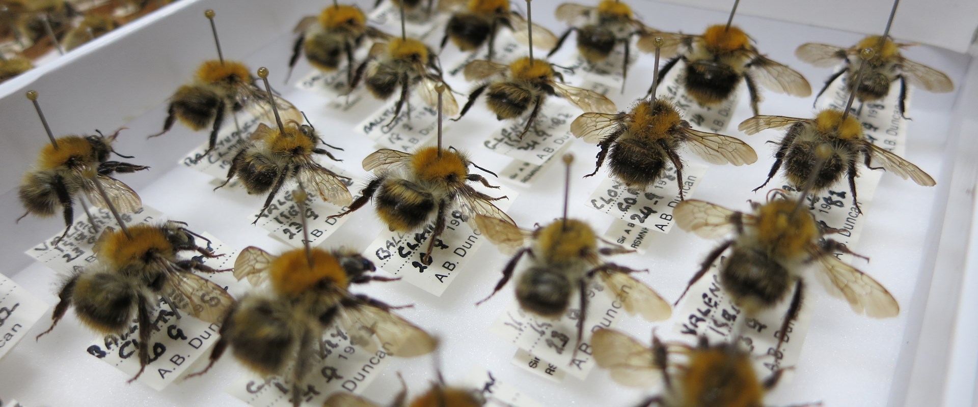 Astonishing Experiment Shows Bumble Bees “Play” With Objects