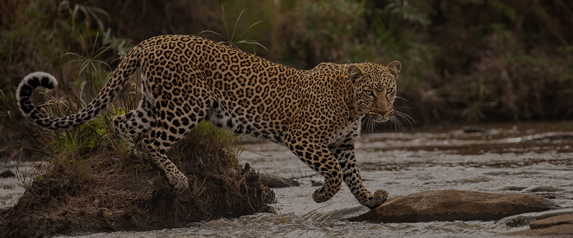 A moment of eye contact with a leopard as it curls its tail, while striding over water.