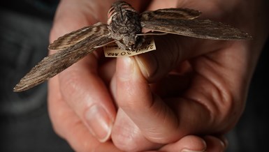 A close-up of a large pinned moth being gently held in a pair of hands