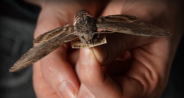 A close-up of a large pinned moth being gently held in a pair of hands