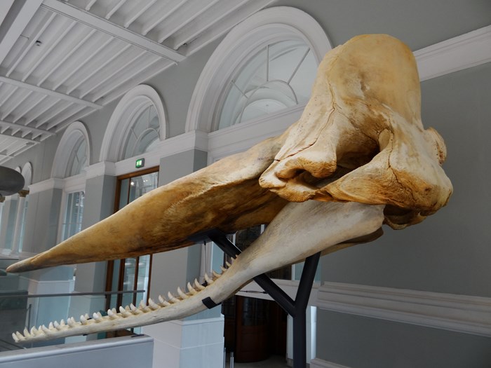 Finding Moby: North Atlantic Whale Bone Identification